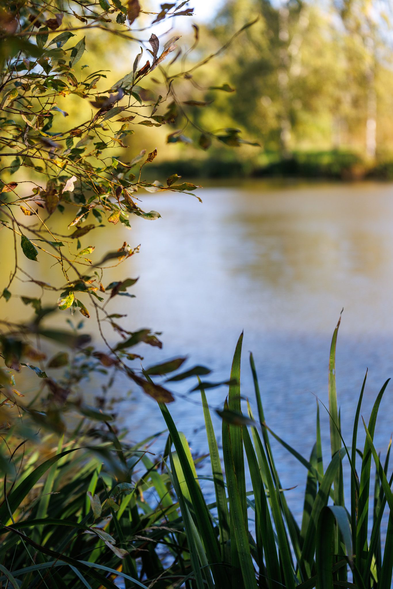 Dekorativ landskapsbild över en damm. Gräs i fokus mot vattnet och skogen syns i bakgrunden.